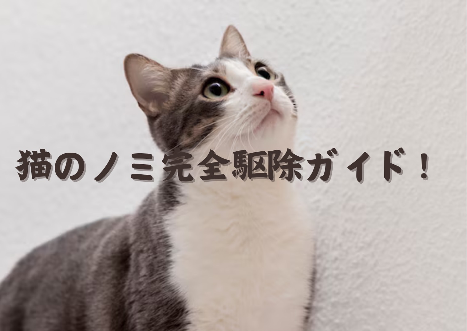 【猫のノミ完全駆除ガイド】徹底した対策で愛猫をノミから守る方法 - クラウドナインペットメッド個人輸入代行